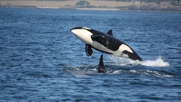 Killer whale AI helping save orcas