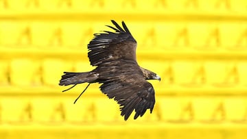 Eagle Celeste during official photo of America team as part of the Liga BBVA MX, Torneo Clausura 2025 at Ciudad de Los Deportes Stadium, on February 14, 2025 in Mexico City, Mexico.