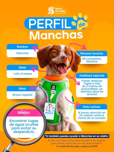 Así es el entrenamiento que ha recibido “manchas”, el primer perro detector de fugas de agua de México