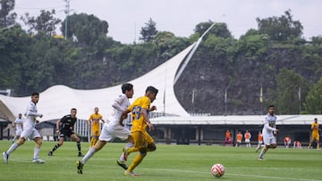 Los Pumas de categorías inferiores sostienen sus partidos en la cantera.