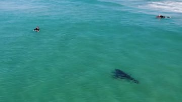 Un tibur&oacute;n se acerca a unos surfistas cerca de la playa, en una imagen captada por un dron.