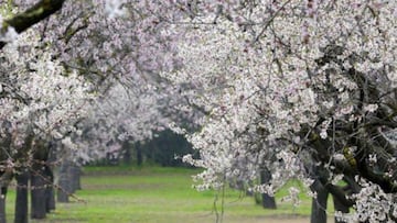 Cerezos en flor Bolea (Huesca)