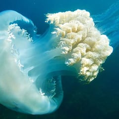 Descubren los secretos de la vida eterna de la medusa inmortal