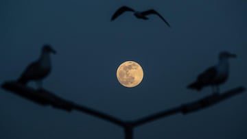 Superluna rosa de abril 2021: a qu&eacute; hora es y cu&aacute;ndo se puede ver la luna llena rosa