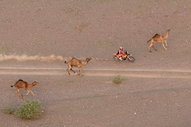 El piloto Daniel Sanders conduce entre camellos durante la segunda etapa del Rally Dakar entre Yanbu y Alula, Arabia Saudita. 