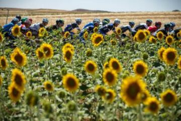 Parece que los girasoles se hubieran puesto de acuerdo en no prestar atenci車n a los ciclistas que disputaban la Vuelta a Burgos.