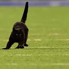 Los animales que han invadido el terreno de juego