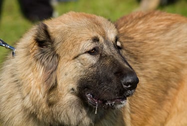 The largest dog breeds in the world: what are they and how big can they get?