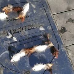 La placa de Courtois en el Wanda, otra vez llena de ratas