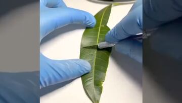 Vídeo: Así es como las plantas producen oxígeno