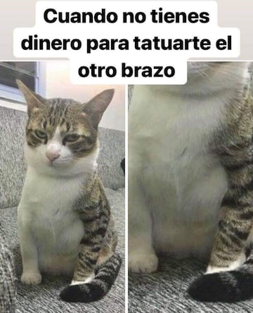 No te pierdas estos divertidos memes para conmemorar el 'Día Internacional del Gato' .