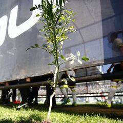 Insólito: Colo Colo plantó una ruda a la salida del túnel