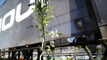 Insólito: Colo Colo plantó una ruda a la salida del túnel