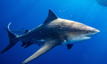 Great White sharks are normally found in places such as Australia, South Africa and Florida, although they have been seen as far north as Spain.