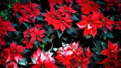 8 de diciembre: ¿cómo se llama la Flor de Nochebuena en otros países?