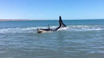 Tibur&oacute;n blanco en Baja California