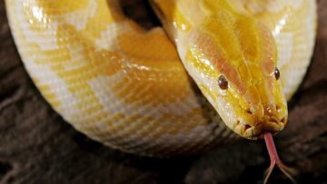 Piton se escapa de un edificio en Valparaíso y el SAG emite alerta: esto debes hacer si la encuentras