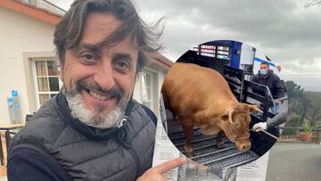 Rubia, la vaca más grande de España que pesa casi dos toneladas
