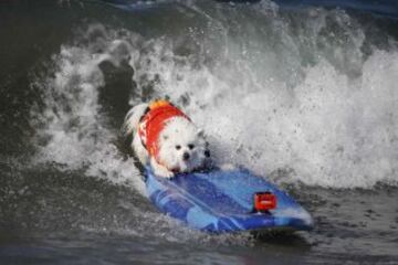 Surf Dog Contest en California.