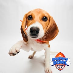 When is national puppy day? Fun facts and photos of adorable furry friends