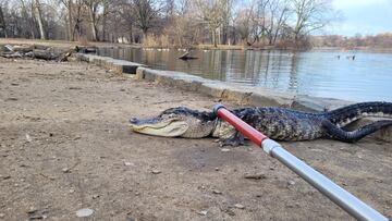 Encuentran un cocodrilo en Brooklyn