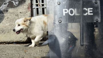 Un perro descubre un alijo de billetes en el salpicadero de un coche