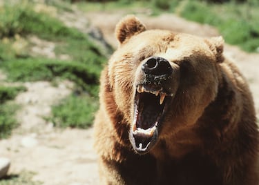 Su nombre científico es Ursus arctos horribilis siendo una de las subespecies del oso pardo más grandes del planeta tierra. Suele encontrarse en tierras de norteamerica. Puede alcanzar pesos de hasta 550 kg. Las hembras con crías son responsables del 70% de los ataques mortales a humanos por osos.