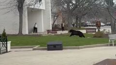 Momentos de pánico con un ataque de oso en Tennessee