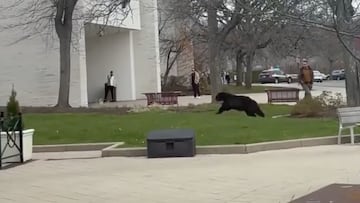 Momentos de p¨¢nico en centro comercial por un oso