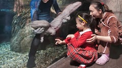 Animales de récords