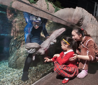 Incluida la cola que posee esta especie llega a medir hasta 1,8 m de largo con lo cual llega a ser el anfibio más grande del mundo. Una de sus principales es que se utiliza para la medicina tradicional.