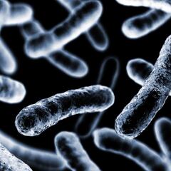 Así es Klebsiella Oxytoca, la mortal bacteria por la que México emite alerta epidemiológica