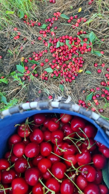 El desastre de la campa?a de cerezas del Valle del Jerte causa p¨¦rdidas de 80 millones de euros