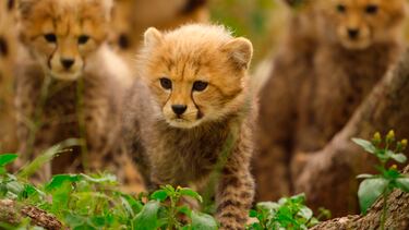 Todos los estrenos y novedades de Apple TV+ en diciembre de 2025