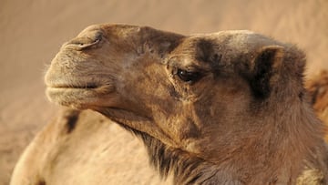 Descalifican a 43 camellos de un concurso de belleza por llevar b&oacute;tox.