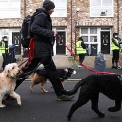 ¿Qué edad tiene mi perro? Cómo calcular según la raza y los años que tiene mi mascota