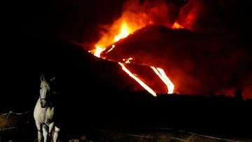 A horse is photographed in Tacande while the Cumbre Vieja volcano continues to erupt, on the Canary Island of La Palma, Spain, November 28, 2021. REUTERS/Borja Suarez     TPX IMAGES OF THE DAY