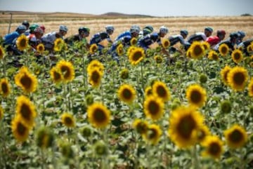 Parece que los girasoles se hubieran puesto de acuerdo en no prestar atención a los ciclistas que disputaban la Vuelta a Burgos.
