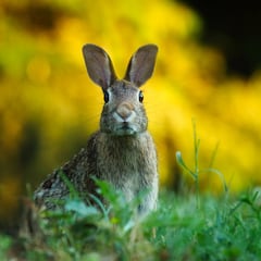 ¿Qué hay que hacer si tengo en casa una mascota prohibida por la nueva Ley de Bienestar Animal?