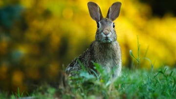 Alerta por el conejo h¨ªbrido en Castilla-La Mancha