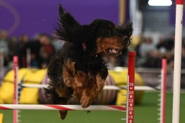 Westminster Kennel Club Masters Campeonato de Agility