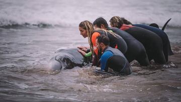 Surfistas ayudan ballena playa Zarautz