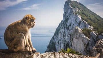 monos gibraltar