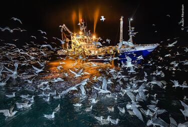 La imagen de Audun Rikardsen de gaviotas intentando alimentarse de la pesca de un barco pesquero en el norte de Noruega ganó la categoría 'Océanos'.