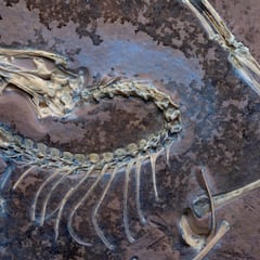 Scientists amazed: This fossil of the earliest known bird holds the secrets of how dinosaurs evolved