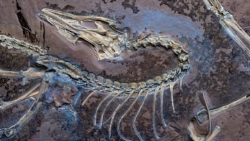 A fossil of the Jurassic bird Archaeopteryx, which lived about 150 million years ago in what is now , is pictured under UV light to show soft tissues alongside the skeleton, in the collection of the Field Museum in Chicago, in this undated photograph. Delaney Drummond/Field Museum/Handout via REUTERS NO RESALES. NO ARCHIVES. THIS IMAGE HAS BEEN SUPPLIED BY A THIRD PARTY