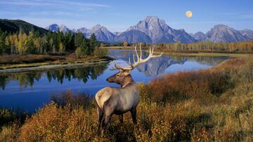 05 Mar 2006, Grand Teton National Park, Wyoming, USA --- Bull Elk Standing on Banks of Snake River --- Image by &Acirc;&copy; Buddy Mays/Corbis