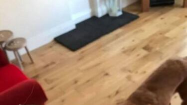 La historia del perro que se comió un FIFA 18 para PS4