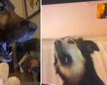 El reencuentro de dos perros por videollamada que impacta: sus reacciones son increíbles