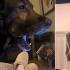 El reencuentro de dos perros por videollamada que impacta: sus reacciones son increíbles